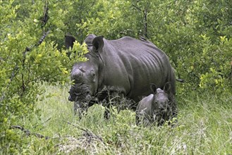 White rhinoceros, square-lipped rhinoceros (Ceratotherium simum), cow, female with calf in the