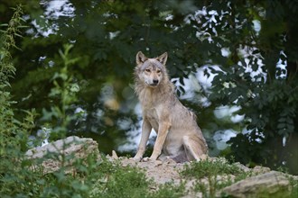 Timber Wolf (Canis lupus), adult, captive, Germany, Europe