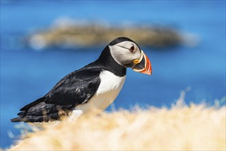 Atlantic Puffin (Fratercula arctica) in habitat