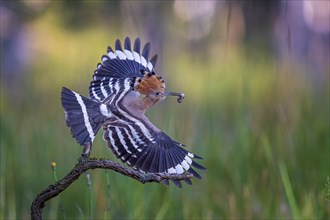 Hoopoe (Upupa epops) with raven in beak, foraging, Bird of the Year 2022, sunrise, flower meadow,