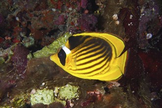 Diagonal butterflyfish (Chaetodon fasciatus), St Johns reef dive site, Saint Johns, Red Sea, Egypt,