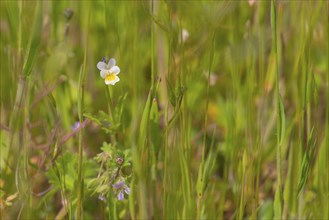 Close-up, heartsease (Viola tricolor), Neustadt am Rübenberge, Germany, Europe