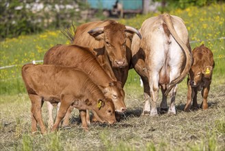 Cows with young animals on a pasture, cow with calf, Baden-Württemberg, Germany, Europe