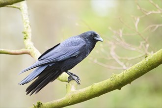 Carrion crow (Corvus corone) sitting on a branch, Bavaria, Germany, Europe