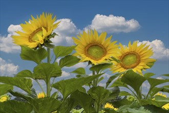 Sunflower (Helianthus annuus) Sunlight, blossom, blue sky with white clouds, summer feeling,