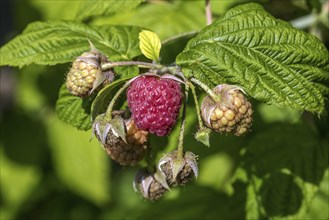 Raspberry (Rubus idaeus), ripe and unripe fruit, Baden-Württemberg, Germany, Europe