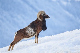 European mouflon (Ovis aries musimon) ram on a snowy meadow in the mountains in tirol, Kitzbühel,