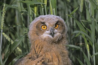 Eurasian eagle-owl (Bubo bubo), young European eagle-owl owlet sitting exposed on the ground in