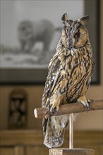 Stuffed long-eared owl (Asio otus) (Strix otus) mounted lifelike on branch in living room at home