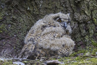 Eurasian eagle owl (Bubo bubo) chick, owlet in exposed nest on the ground at base of pine tree in