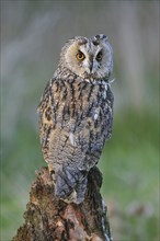 Long-eared owl (Asio otus), long eared owl perched on tree stump at forest's edge looking backward