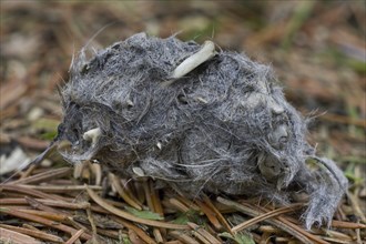 Regurgitated pellet of Long-eared owl (Asio otus) (Strix otus) in forest showing bones and fur of