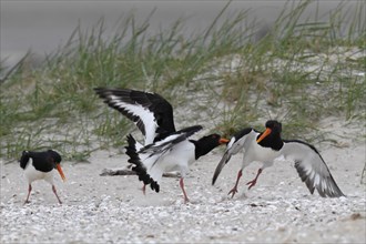 Eurasian oystercatcher (Haematopus ostralegus), trill group fighting on the ground, courtship