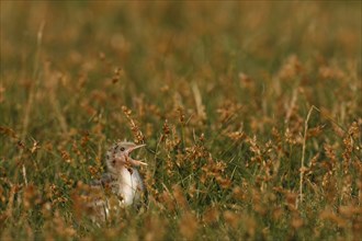 Common Tern (Sterna hirundo), young bird well trimmed in the salt marsh, jumper, young bird begging