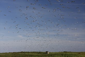 Black-headed Black-headed Gull (Chroicocephalus ridibundus), predation defence, breeding colony in