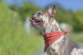 Side view of merle colored French Bulldog dog wearing red neckerchief with tongue sticking out