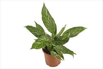 Tropical 'Spathiphyllum Diamond Variegata' houseplant with white spots in flower pot on white