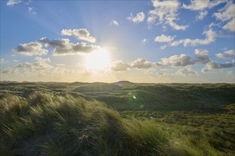 Sand dune, dune grass, wind, sun, clouds, morning, Amsterdam water line dunes, Zandvoort, North