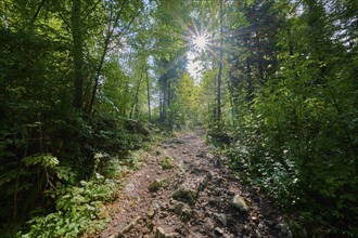 Hiking trail, Forest, Sun, Rock, Summer, Rakov Skocjan valley, Cerknica, Carniola, Slovenia, Europe