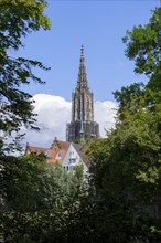 City view, historical old town, fishermen's quarter, cathedral, Ulm, Baden-Württemberg, Germany,