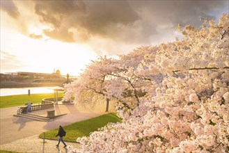 Trees in blossom on the banks of the Elbe in Neustadt in the evening