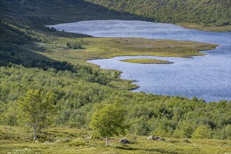 Barren mountain landscape with lake and birch forest, lake Leirungen nedre, Fjell, Oystre Slidre,