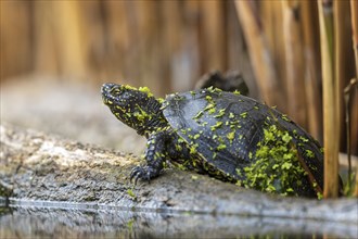 European pond turtle (Emys orbicularis), basking on tree trunk, duckweed, duckweed, resting,