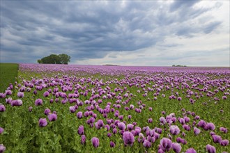 Poppy cultivation in Saxony