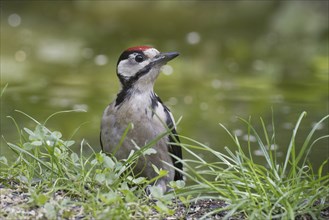 Great spotted woodpecker (Dendrocopos major), Emsland, Lower Saxony, Germany, Europe