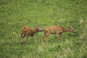 European roe deer (Capreolus capreolus) buck checking readiness to mate with doe in meadow, Lower