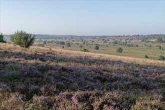 Heath blossom in the heath around the Wümmeberg in the Lüneburg Heath nature reserve.