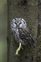 Tengmalm's owl (Aegolius funereus), boreal owl (Nyctala tengmalmi) perched in spruce tree in forest