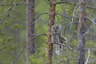 Ural owl (Strix uralensis) perched in spruce tree, Scandinavia