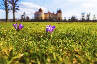 Moritzburg Baroque Palace