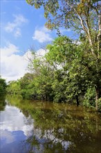 Flooded forest along the Rio Negro, Manaus, Amazonia State, Brazil, South America