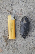 Regurgitated pellet of Eurasian eagle-owl (Bubo bubo), European eagle-owl on the ground with