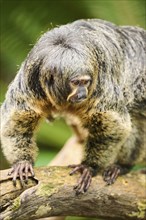 White-faced saki (Pithecia pithecia), female, portrait, captive, Germany, Europe