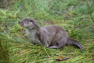 European otter (Lutra lutra), on the bank, captive, Germany, Europe