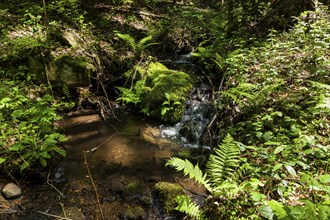 The Tharandt Forest, formerly known as the Grillenburg Forest, is a landscape in the centre of