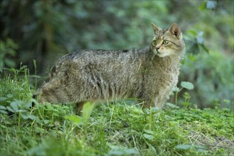 European wildcat (Felis silvestris) looking attentively, Germany, Europe