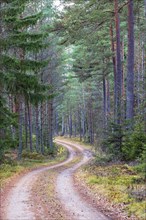 Curvy gravel road in a pine forest at autumn, Sweden, Europe