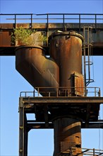 Birch tree growing in the disused industrial plant Phoenix West in the district of Hörde,