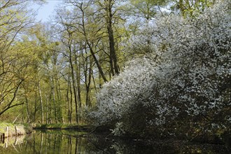 Alder forest in spring, Müritz National Park, Mecklenburg-Western Pomerania, Germany, Europe