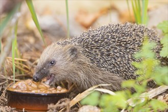 A young hedgehog just woken up from hibernation, having its first meal. Here it was fed with cat