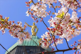 Golden Town Hall Man seen through cherry blossoms at the Gewandhaus