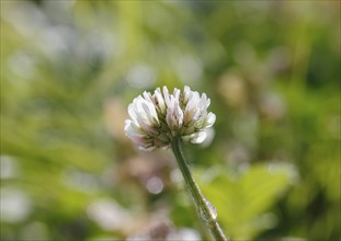 White clover (Trifolium repens), North Rhine-Westphalia, Germany, Europe