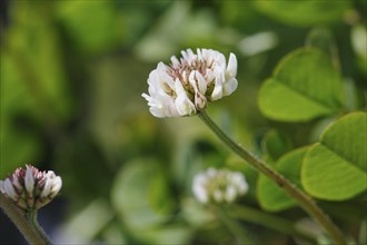 White clover (Trifolium repens), flowering, North Rhine-Westphalia, Germany, Europe