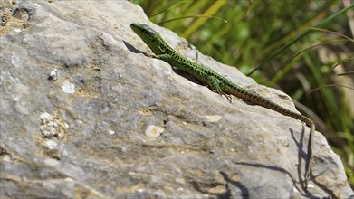 Lizard, Sicilian wall lizard (Podarcis wagleriianus), endemic, on boulders, close, Zingaro,