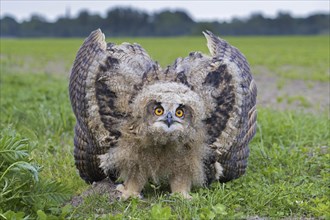 Threat display by Eurasian eagle-owl (Bubo bubo), young European eagle-owl owlet showing lowered