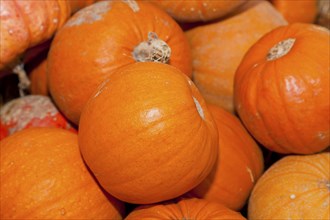 Pumpkins (Cucurbita) (Cucurbitaceae) are a genus of plants in the gourds . Five species are